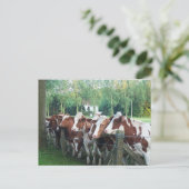 牛の好奇心 ポストカード (スタンド正面)