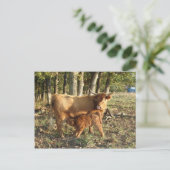 牛の子牛のハイランド ポストカード (スタンド正面)