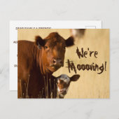 牛の家族の引っ越し 案内ポストカード (正面/裏面)