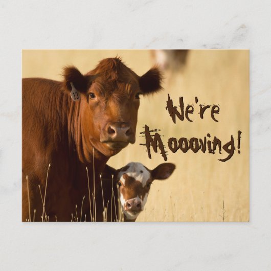 牛の家族の引っ越し 案内ポストカード (正面)