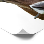 牛の家畜牛の写真 ポスター (角)