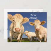 牛の引っ越しました新しい住所はがき 案内ポストカード (正面/裏面)