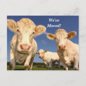 牛の引っ越しました新しい住所はがき 案内ポストカード (正面)