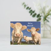 牛の引っ越しました新しい住所はがき 案内ポストカード (スタンド正面)