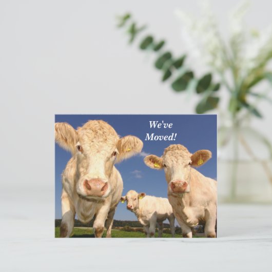 牛の引っ越しました新しい住所はがき 案内ポストカード (スタンド正面)