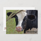 牛の引越し告知 案内ポストカード (正面/裏面)