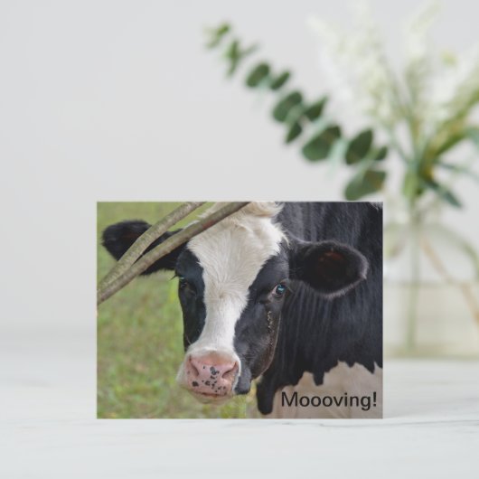 牛の引越し告知 案内ポストカード (スタンド正面)