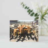 牛の来家 ポストカード (スタンド正面)