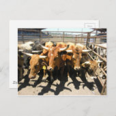 牛の来家 ポストカード (正面/裏面)