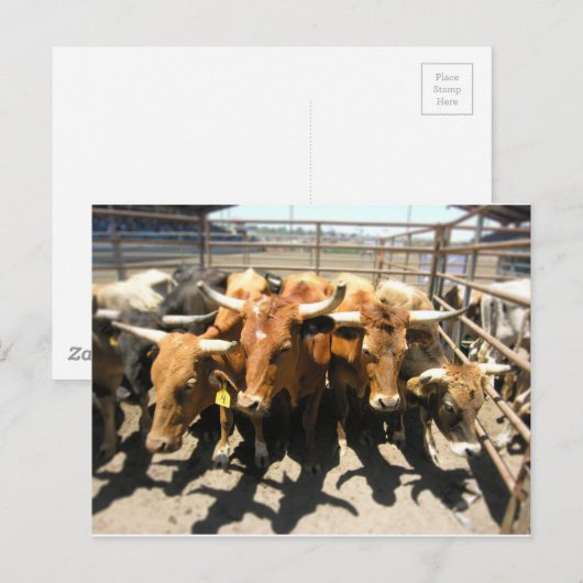 牛の来家 ポストカード (正面/裏面)