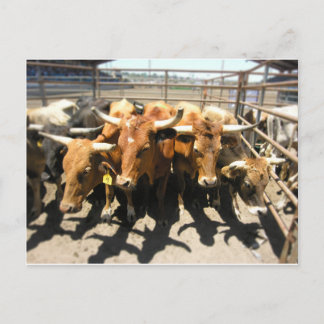 牛の来家 ポストカード