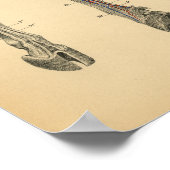 牛の牛の足脚の解剖学1908ヴィンテージプリント ポスター (角)