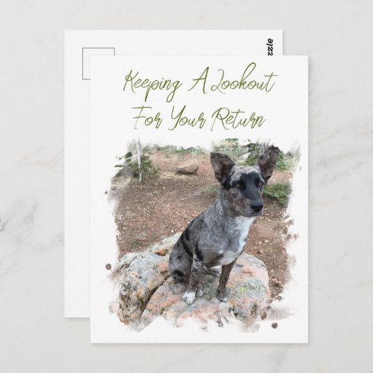 牛の犬の写真のプレースホル恋しく思ダーのYouテンプレート ポストカード (正面/裏面)