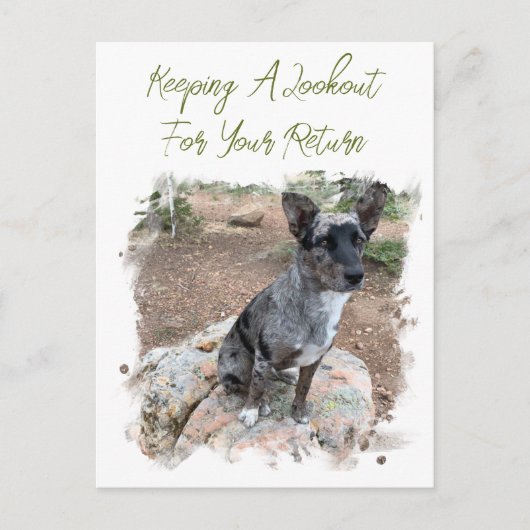 牛の犬の写真のプレースホル恋しく思ダーのYouテンプレート ポストカード (正面)