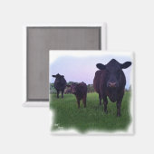 牛の磁石！ マグネット (正面/裏面)