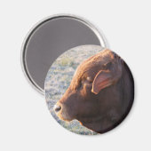 牛の磁石:牛 マグネット (正面/裏面)