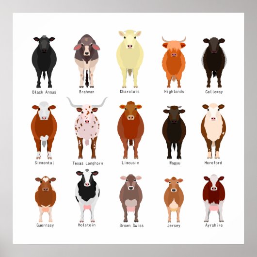 牛の種類一覧 ポスター (正面)