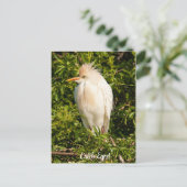 牛の緑の輪郭はがき ポストカード (スタンド正面)