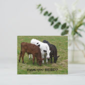 牛の群れはありますか? 3 頭の牛のポストカード ポストカード (スタンド正面)