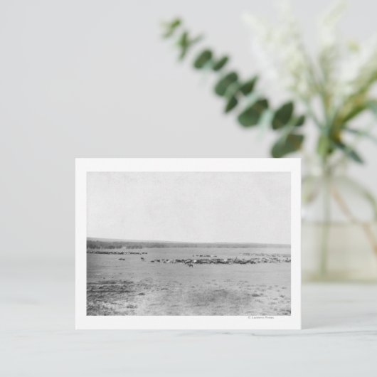 牛の群れを持つカウボーイの遠景 ポストカード (スタンド正面)