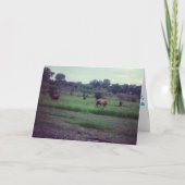 「牛の群れ」がよくカードを取る カード (正面)