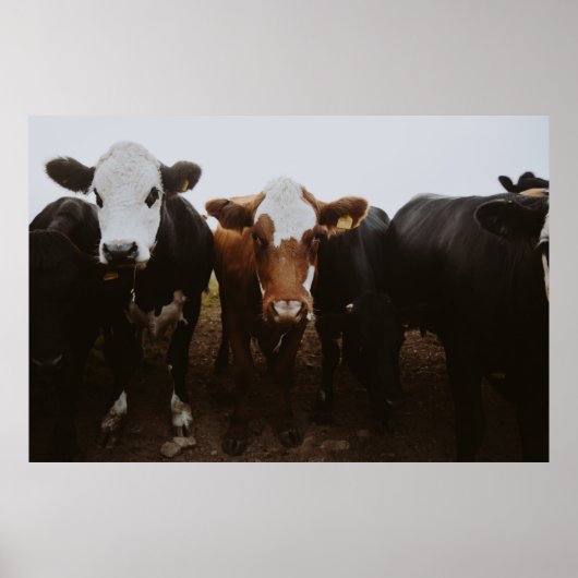 牛の群れ ポスター (正面)