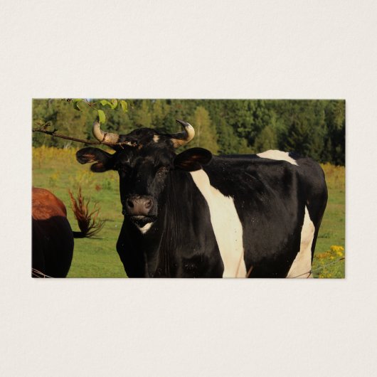 牛の角を取り除く (正面)