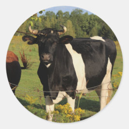 牛の角を取り除く ラウンドシール