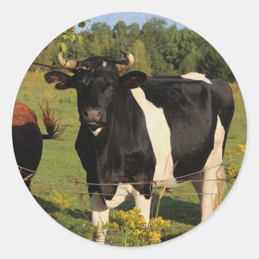 牛の角を取り除く ラウンドシール (正面)