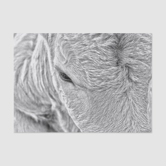 牛の農場のヴィンテージ黒と白の国素朴 薄葉紙 (正面)