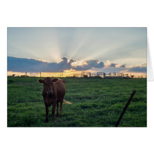 牛の農場の夕日