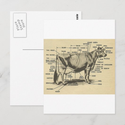 牛の部分 ポストカード (正面/裏面)