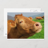 牛の頭 ポストカード (正面/裏面)