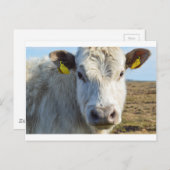 牛の顔 ポストカード (正面/裏面)
