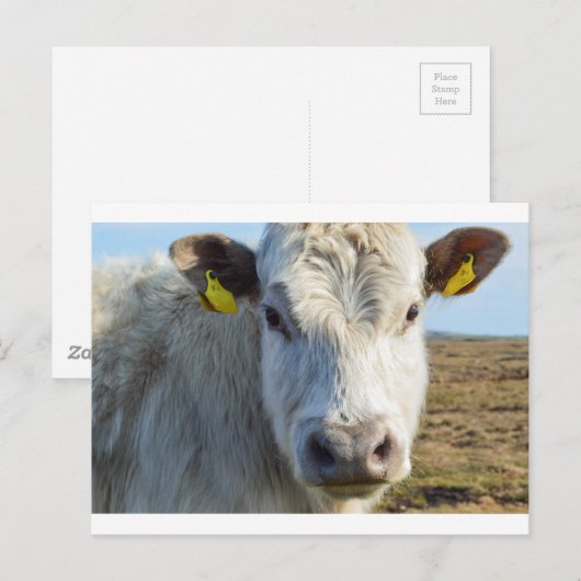 牛の顔 ポストカード (正面/裏面)