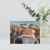 牛の鼻クローズアップ ポストカード (スタンド正面)