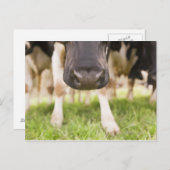 牛の鼻 ポストカード (正面/裏面)