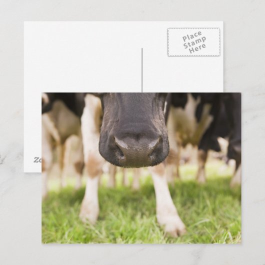牛の鼻 ポストカード (正面/裏面)