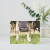 牛の鼻 ポストカード (スタンド正面)