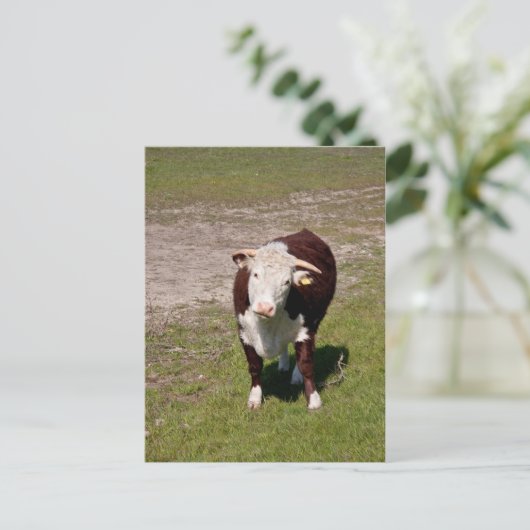 牛はがき ポストカード (スタンド正面)