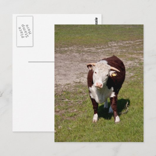 牛はがき ポストカード (正面/裏面)