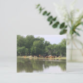 牛はがき ポストカード (スタンド正面)