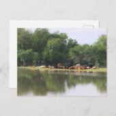 牛はがき ポストカード (正面/裏面)