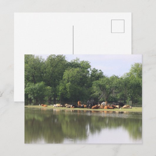 牛はがき ポストカード (正面/裏面)