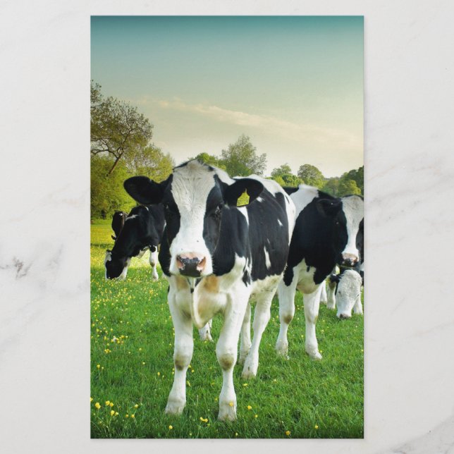 牛は凝視するのが大好き (正面)