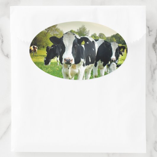 牛は凝視するのが大好き 楕円形シール (バッグ)