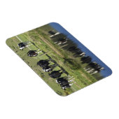 牛は運河に映った、ヘンリー、タイエリ平野。 マグネット (右側)