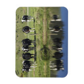 牛は運河に映った、ヘンリー、タイエリ平野。 マグネット (縦)