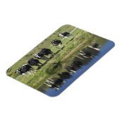 牛は運河に映った、ヘンリー、タイエリ平野。 マグネット (左側)