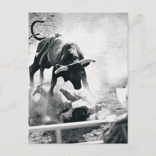 牛を落とした後に地面にカウボーイ ポストカード (正面)